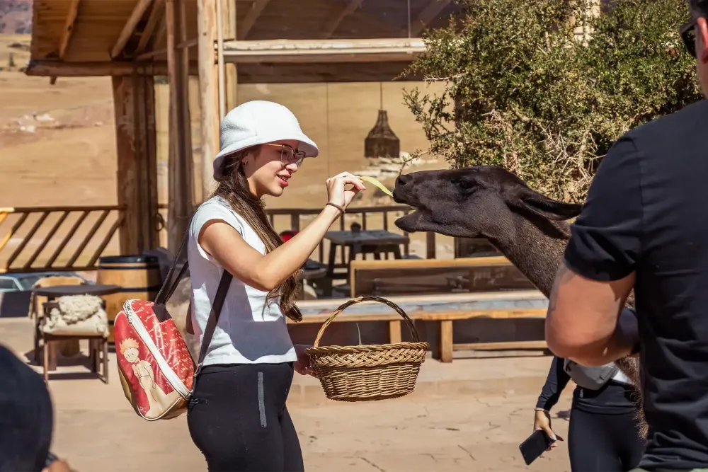 Picnic con alpacas en Cusco