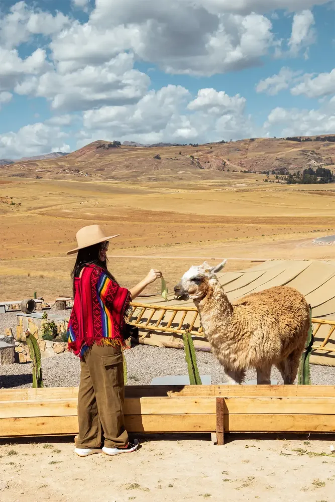 Picnic con alpacas en Cusco