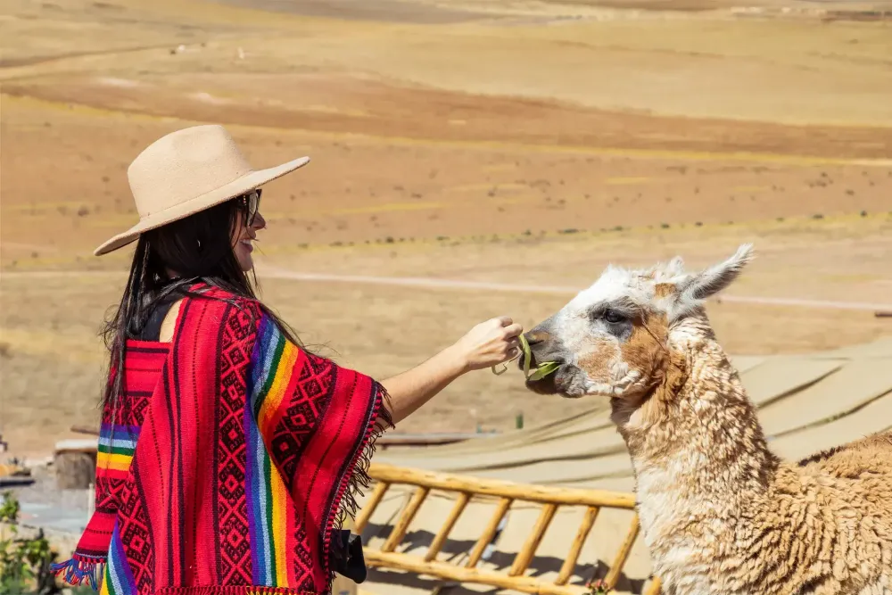 Picnic con llamas y Machu Picchu 3 días
