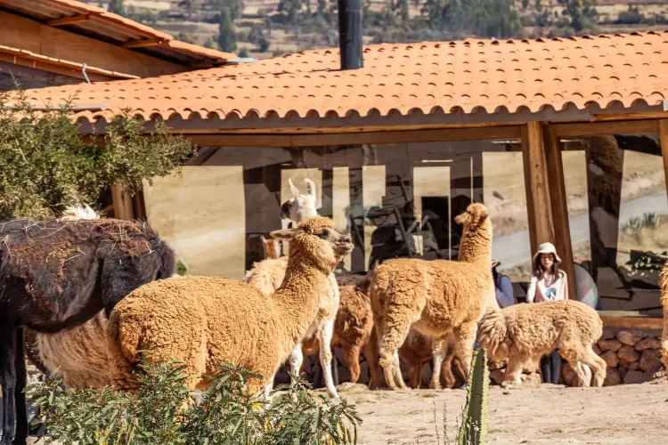 Picnic con alpacas en Cusco