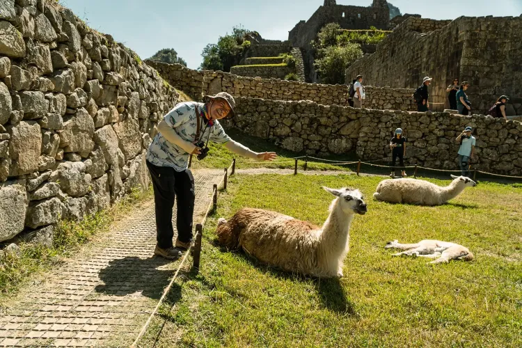 Picnic con llamas y Machu Picchu 3 días